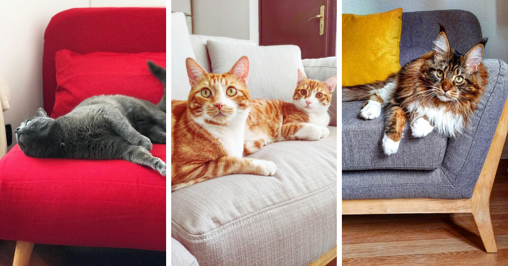Arañazos de gato, ¿cómo proteger tu sofá? | miliboo-blog ES